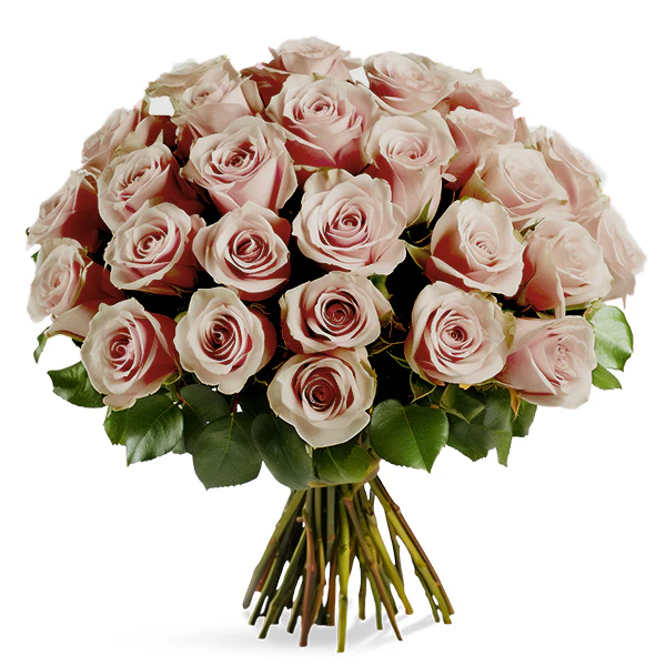 FRESH CUT - AMNSIA ROSES BUNDLE 40CM 25UN