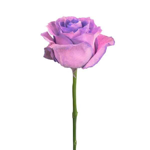 FRESH CUT - LAVENDER ROSE SINGLE 50CM 1UN