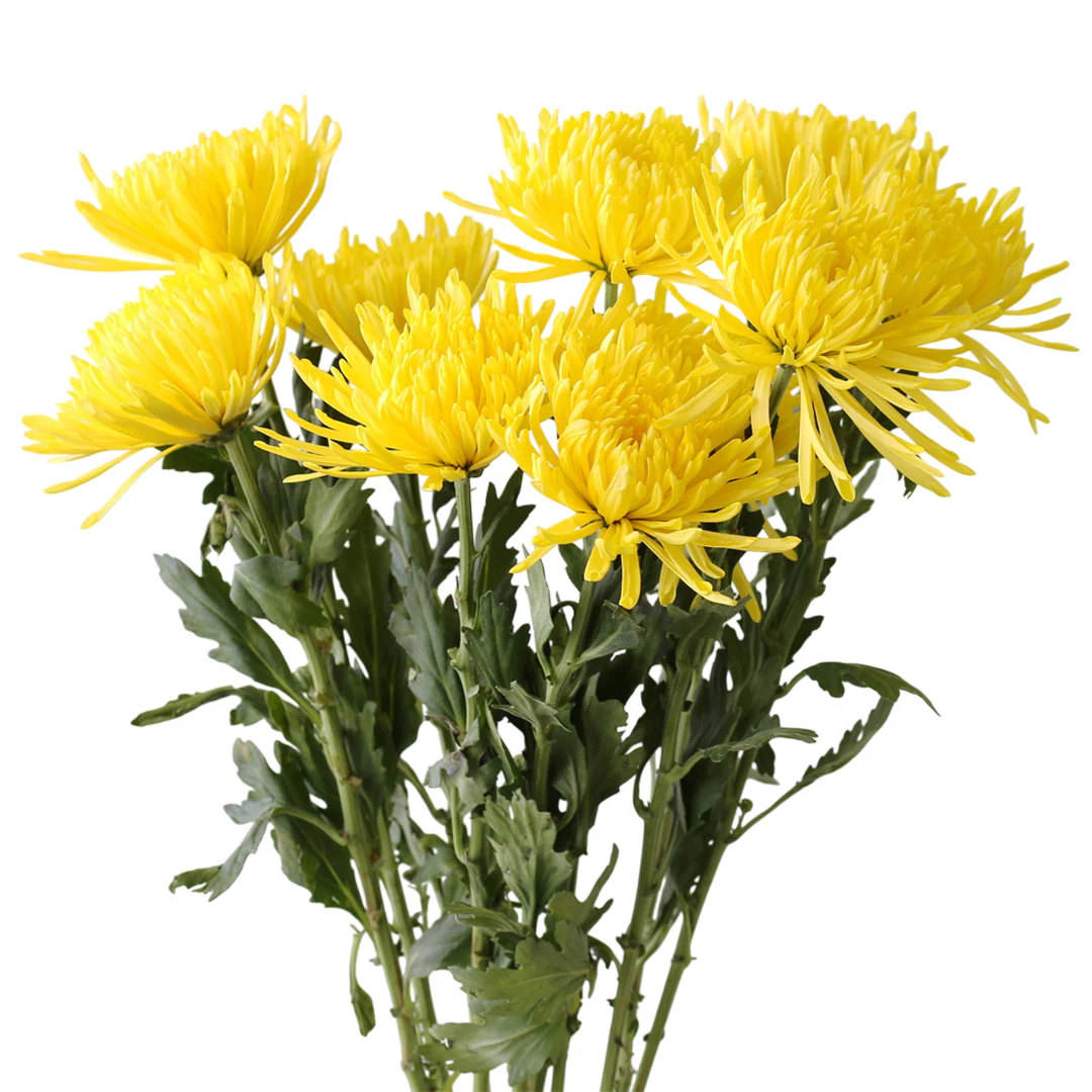CUT FLOWERS - COMMERCIAL/ SPIDER MUMS 1BUNDLE