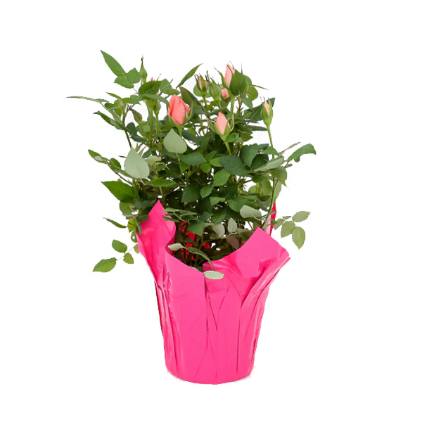 FARM TO CANADA - MINI ROSES 1EA