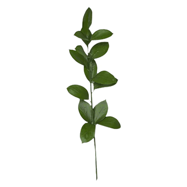 FARM TO CANADA - RUSCUS ISRAELI 10PC