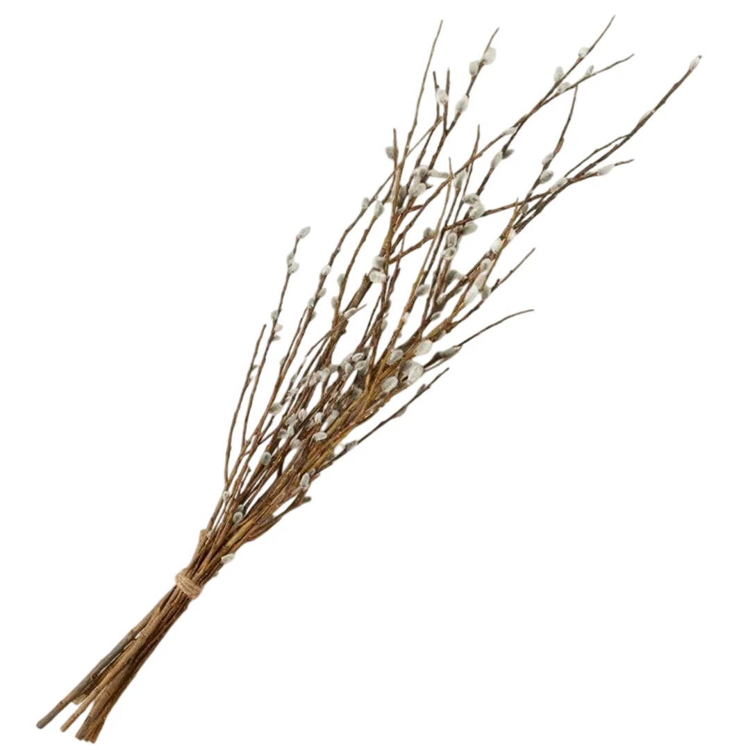 Pussywillow 1EA