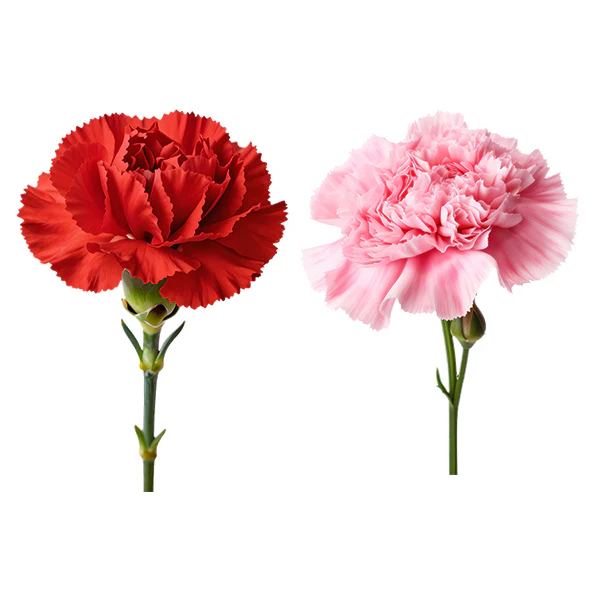 ASSORTED CARNATIONS 1 STEMS