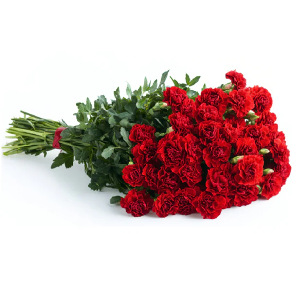 ASSORTED CARNATIONS 25 STEMS