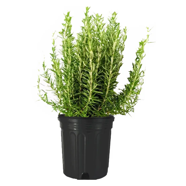 PLANTS - ROSEMARY POT 6 INCHES