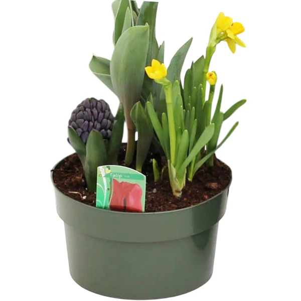 SPRING VALLEY GARDEN - BULB PAN ASSORTED 7IN