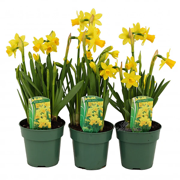 POTTED PLANT - DAFFODIL ASSORTED 4IN EA
