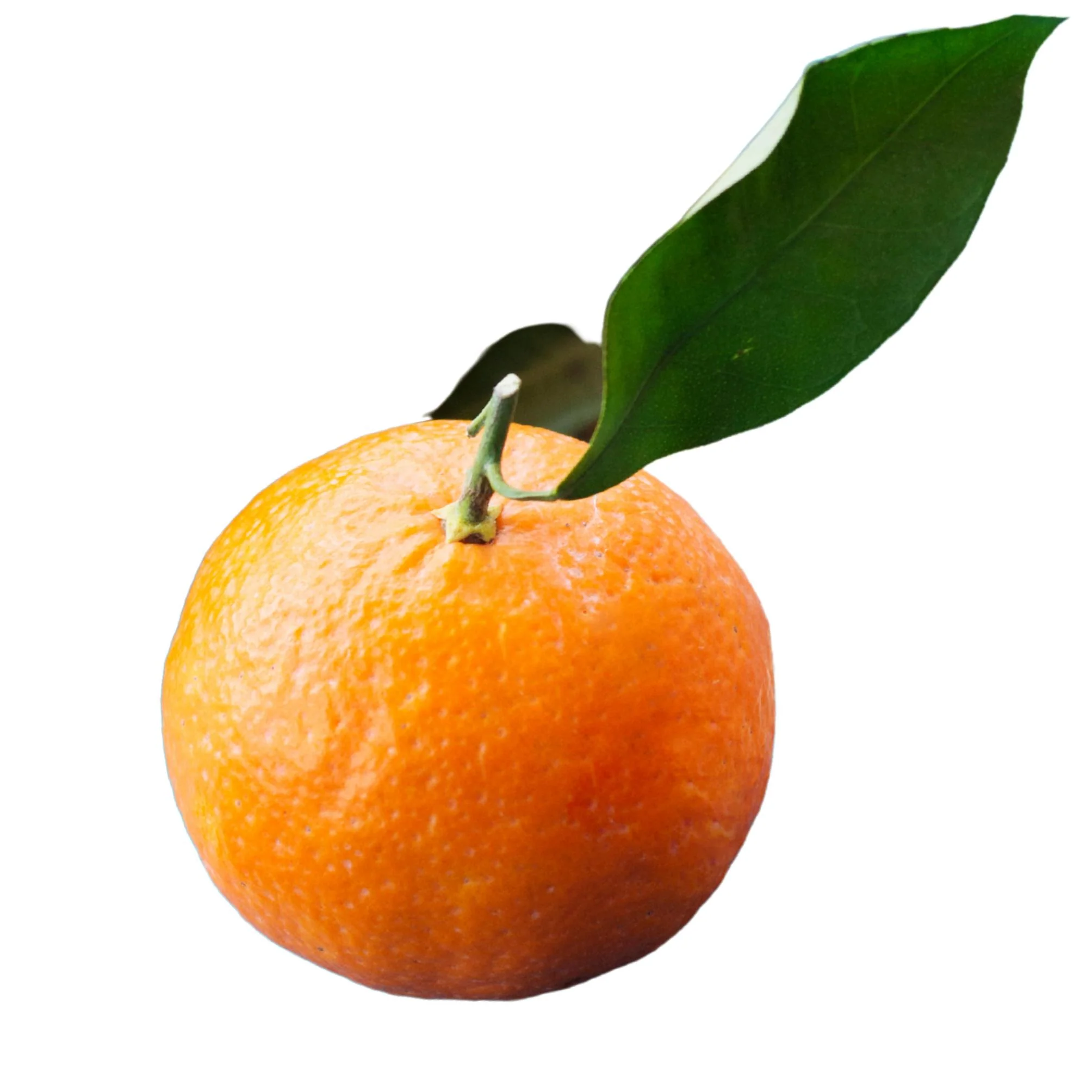 Fresh - Orange - Naval (Size 113) — Case (113 CT)