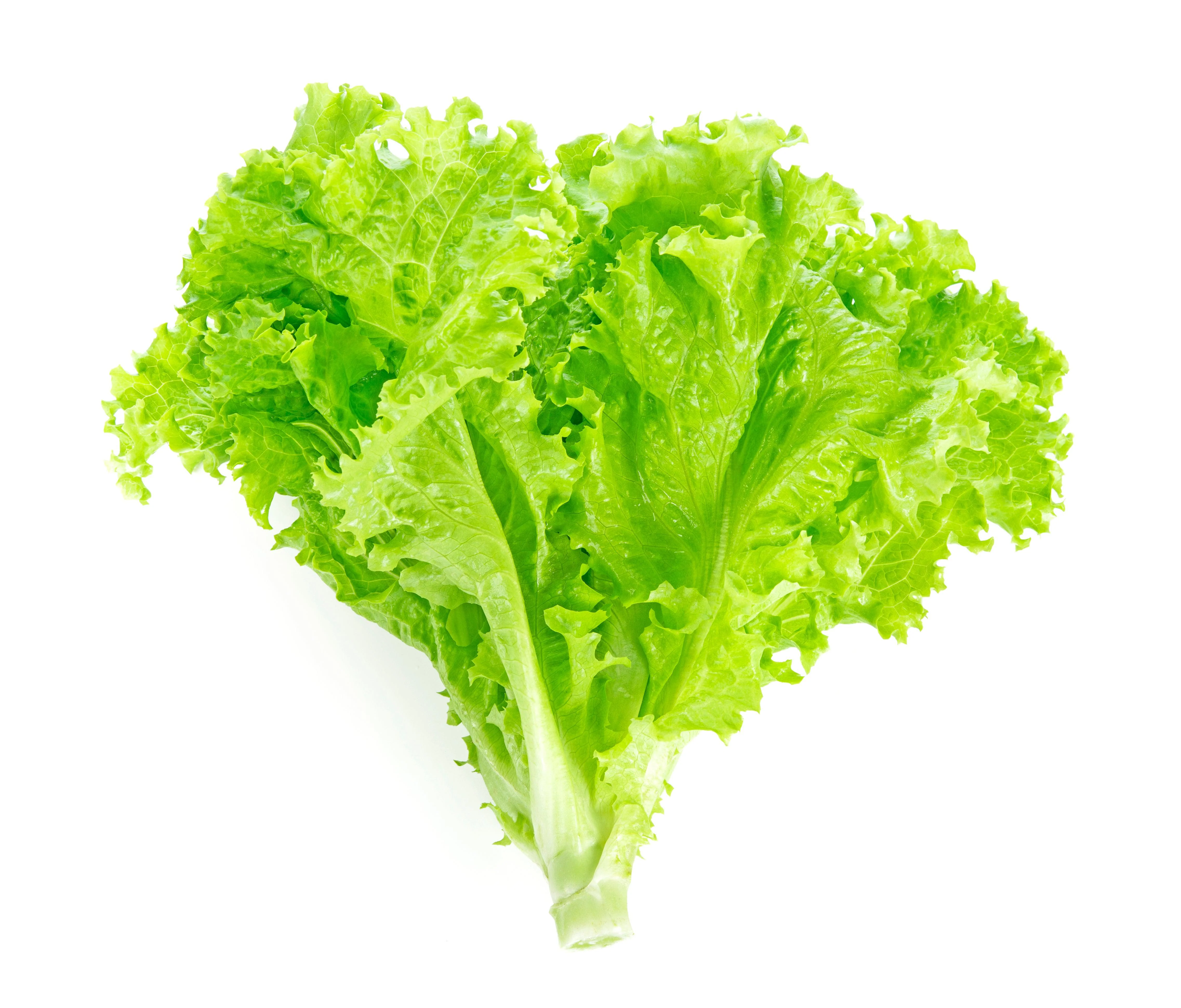 Fresh - Lettuce - Green Leaf — Case (3 CT)