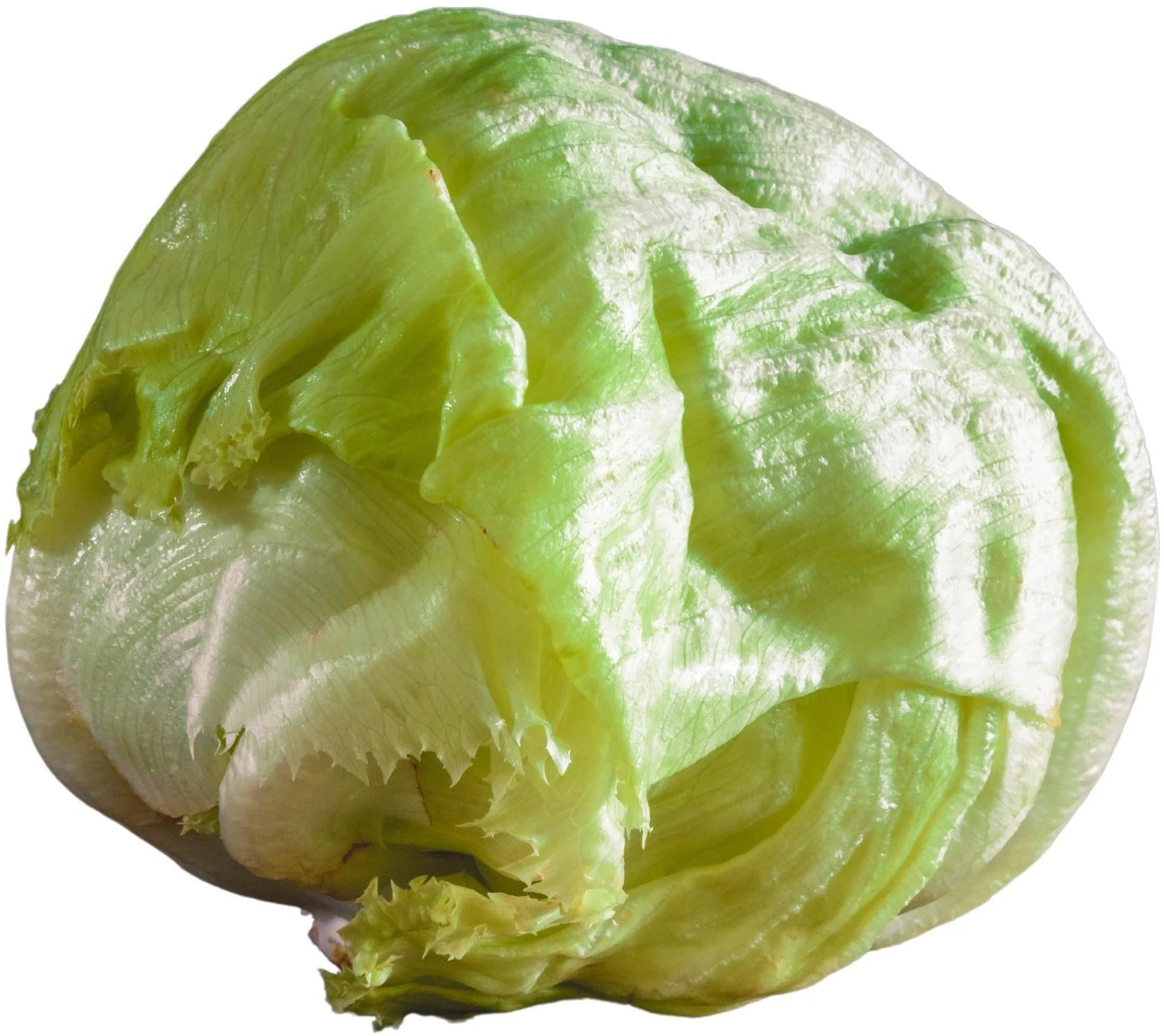 Fresh - Lettuce - Iceberg (Head) — Case (30 CT)