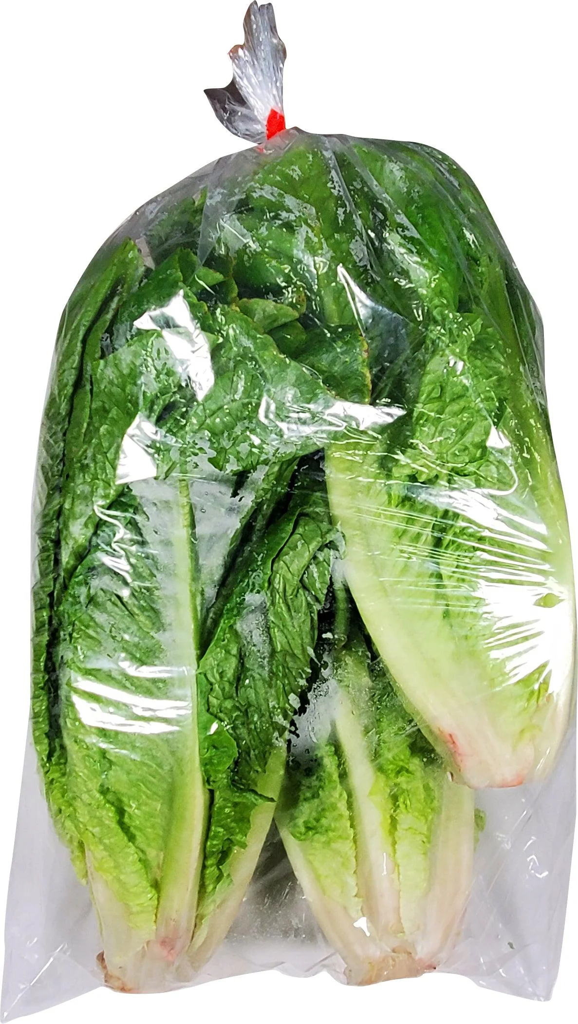 Fresh - Lettuce - Romaine — Case (10 CT)
