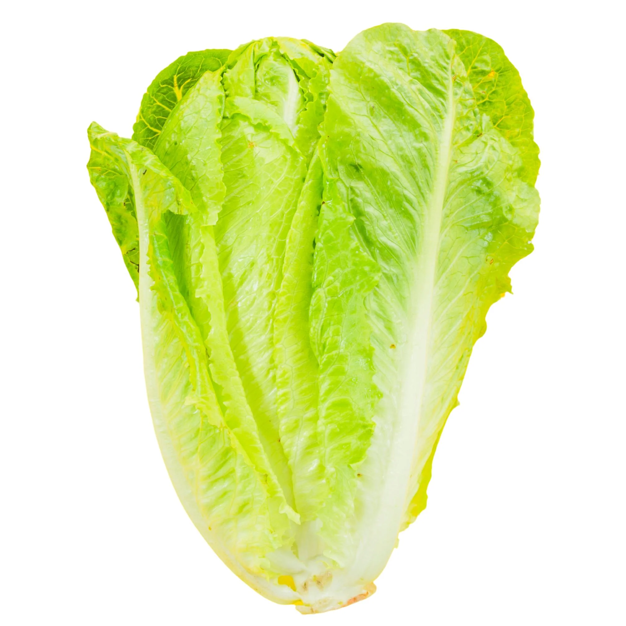 Fresh - Lettuce - Romaine - Hearts — Case (7 x 6 CT)