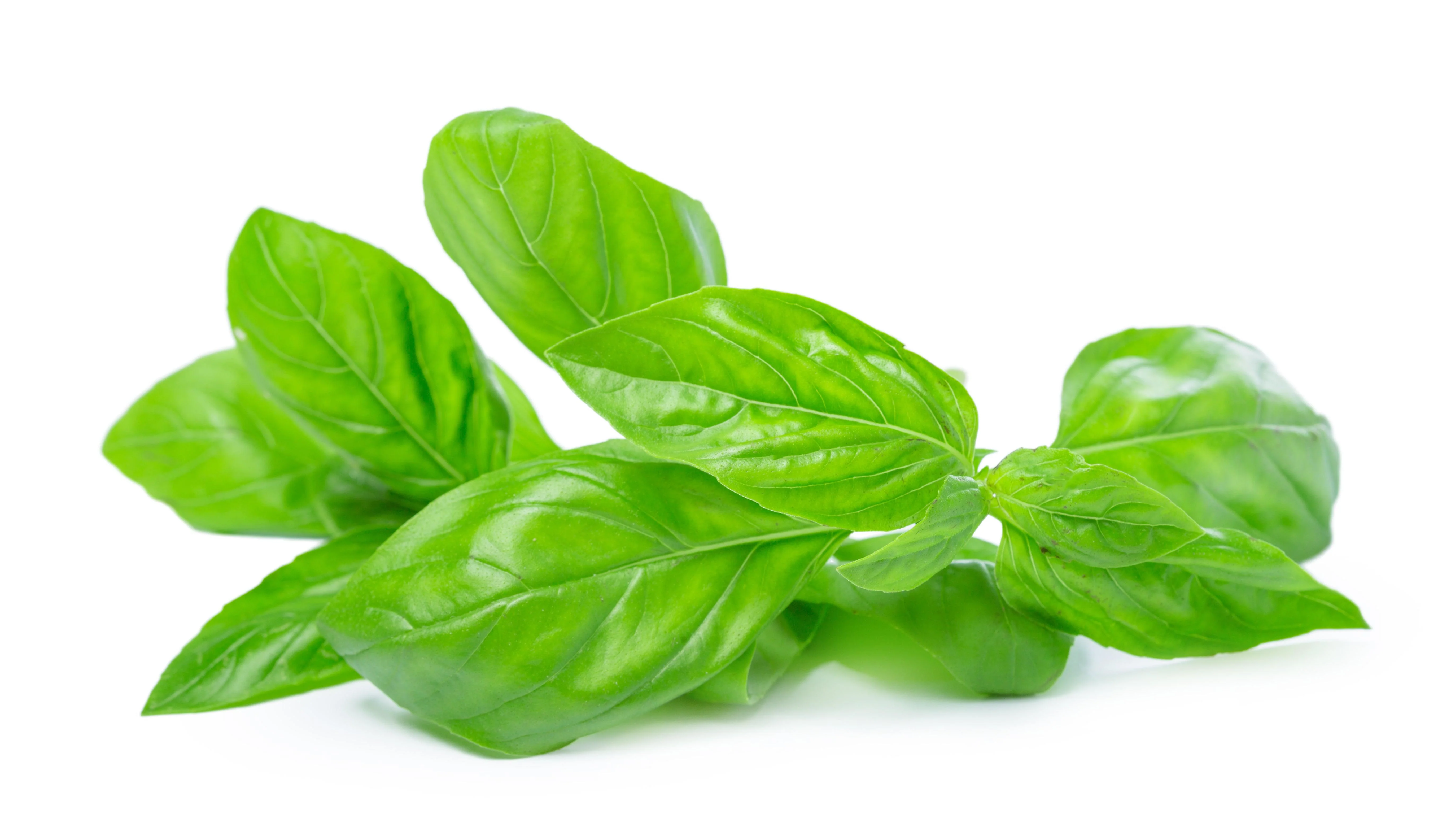 Fresh - Basil Green — Case (3 CT)