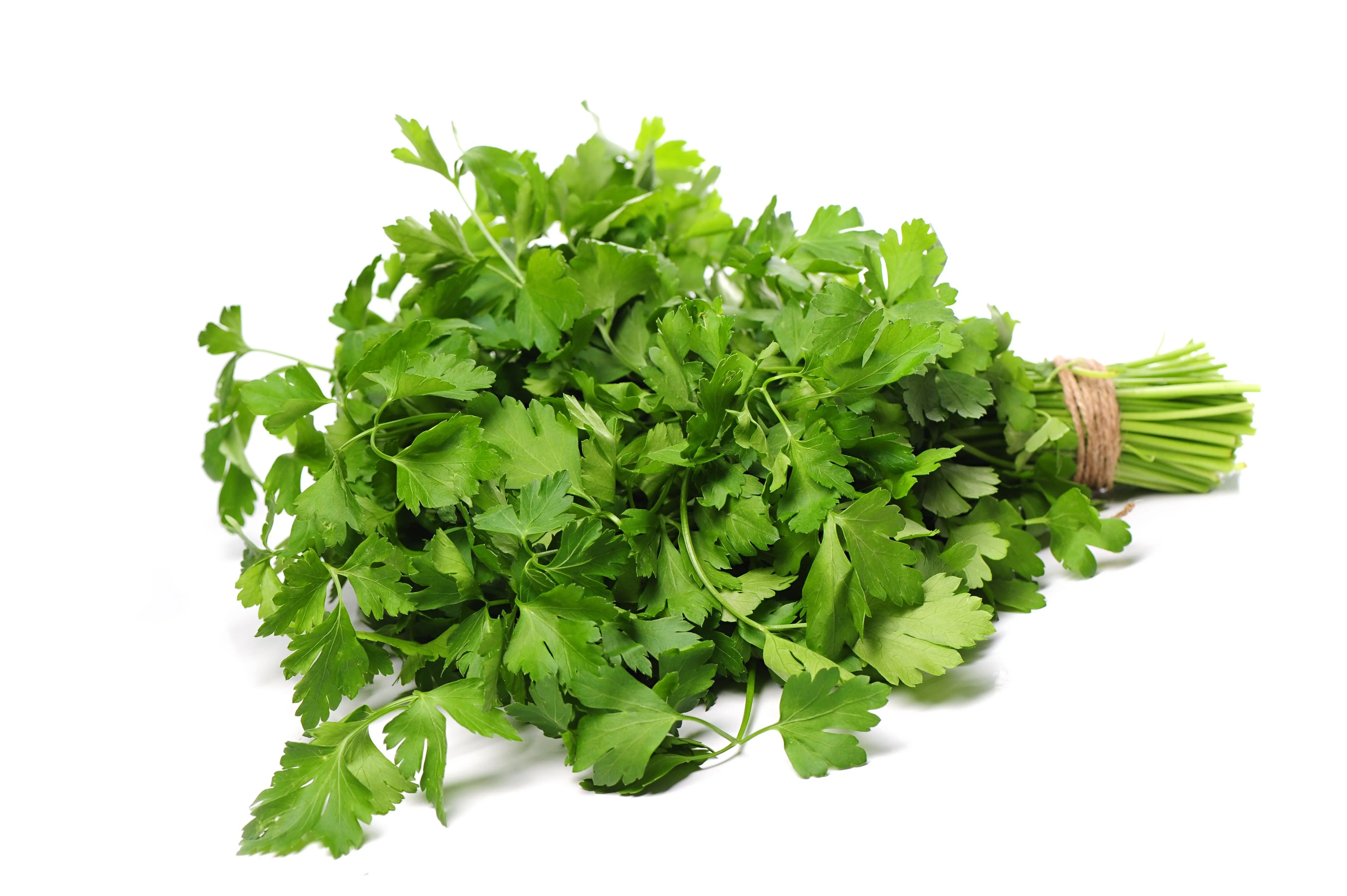 Fresh - Coriander/Cilantro — Case (12 CT)