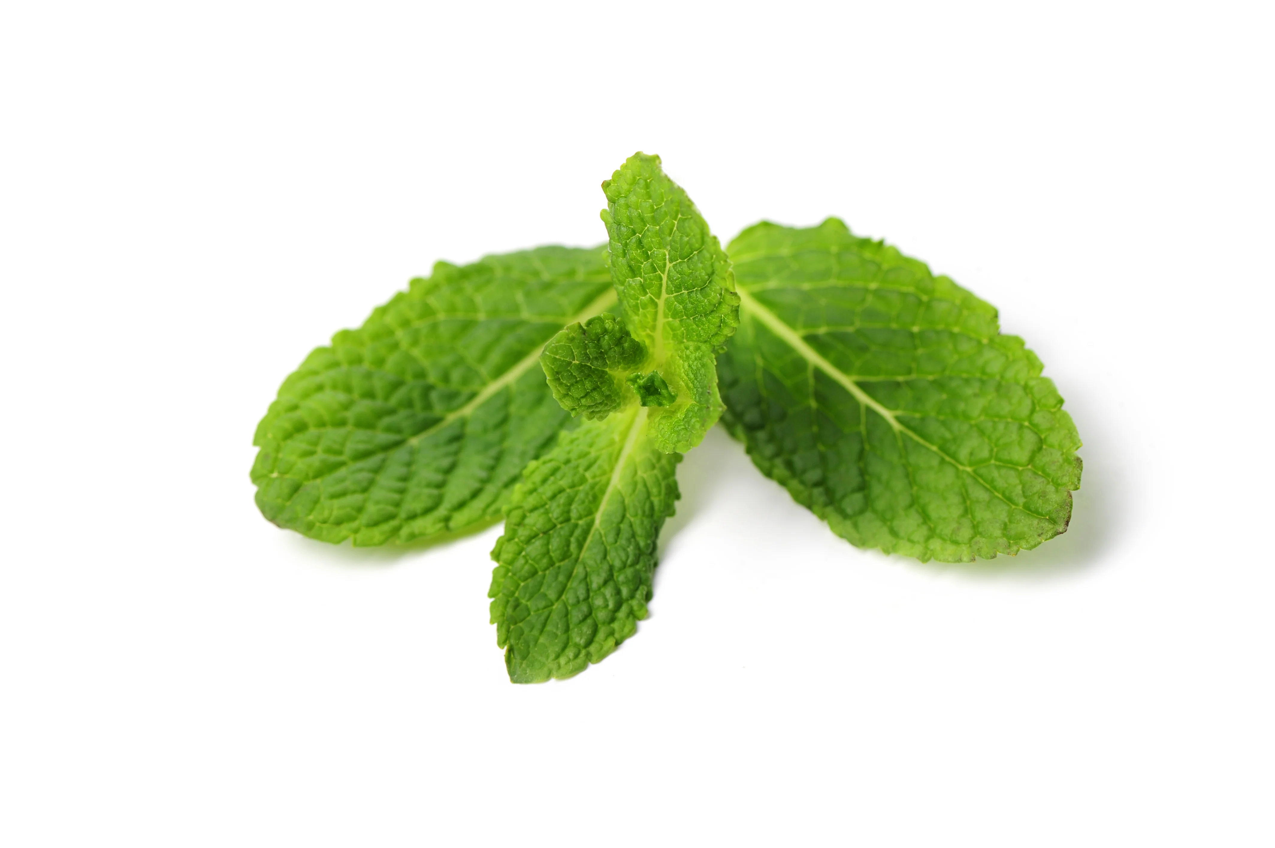 Fresh - Mint — Case (3 CT)