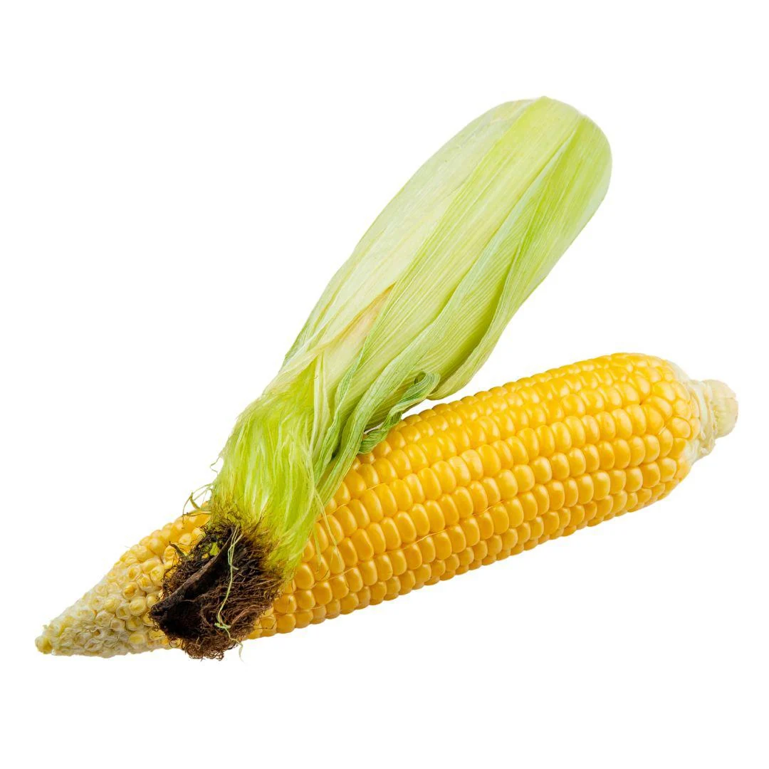 Fresh - Corn — Case (12 CT)