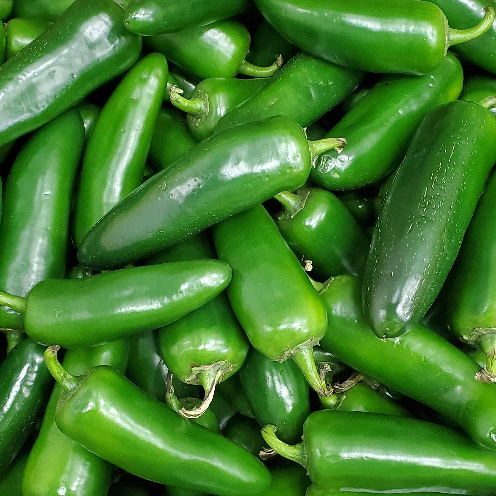 Fresh - Jalapeno Peppers — Each (12 LB)