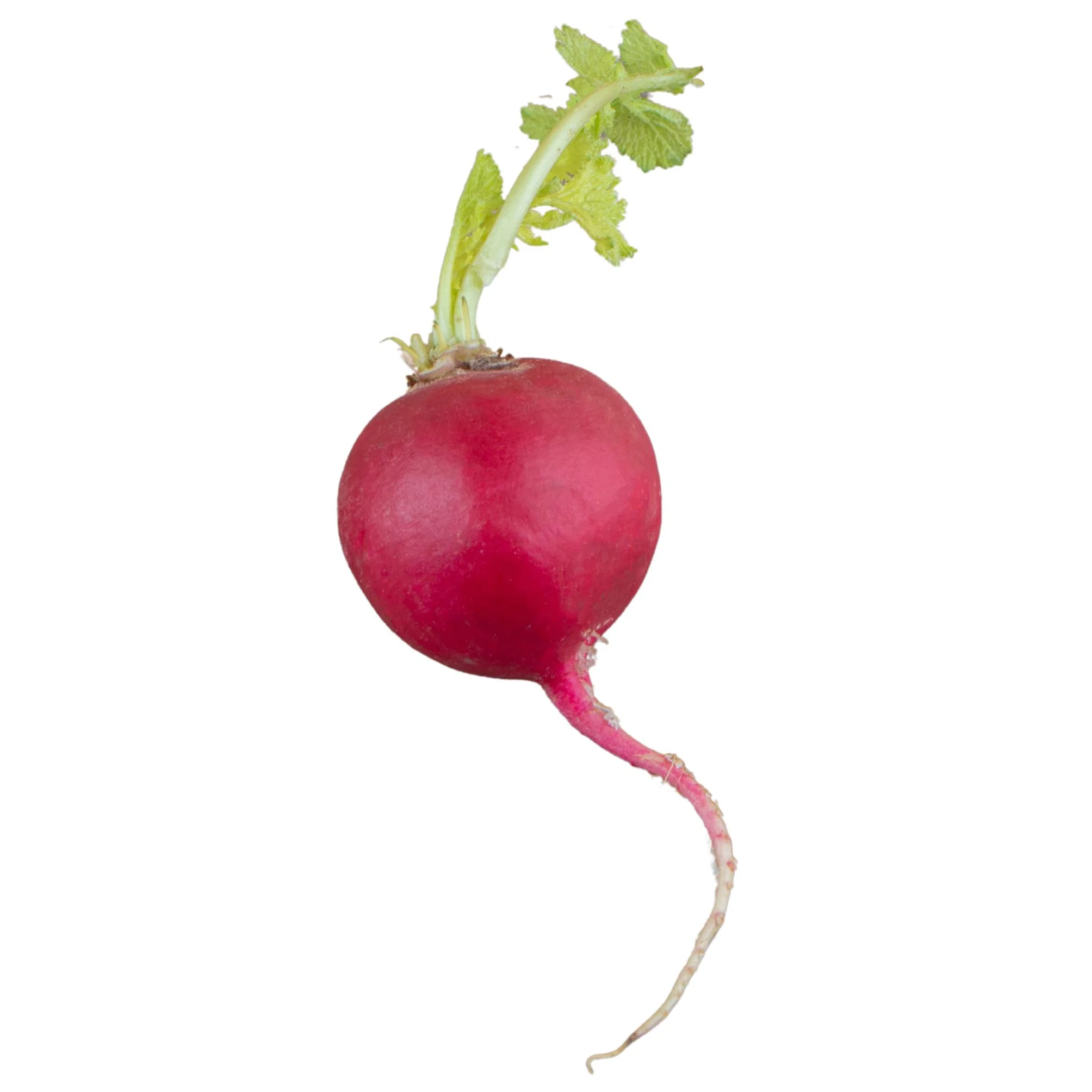 Fresh - Radish - Red — Each (1 CT)