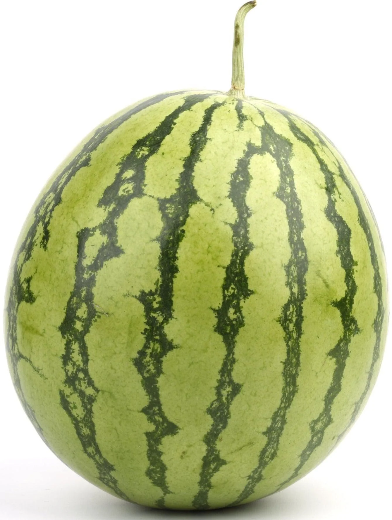 Fresh - Watermelon - Large — Case (5 CT)