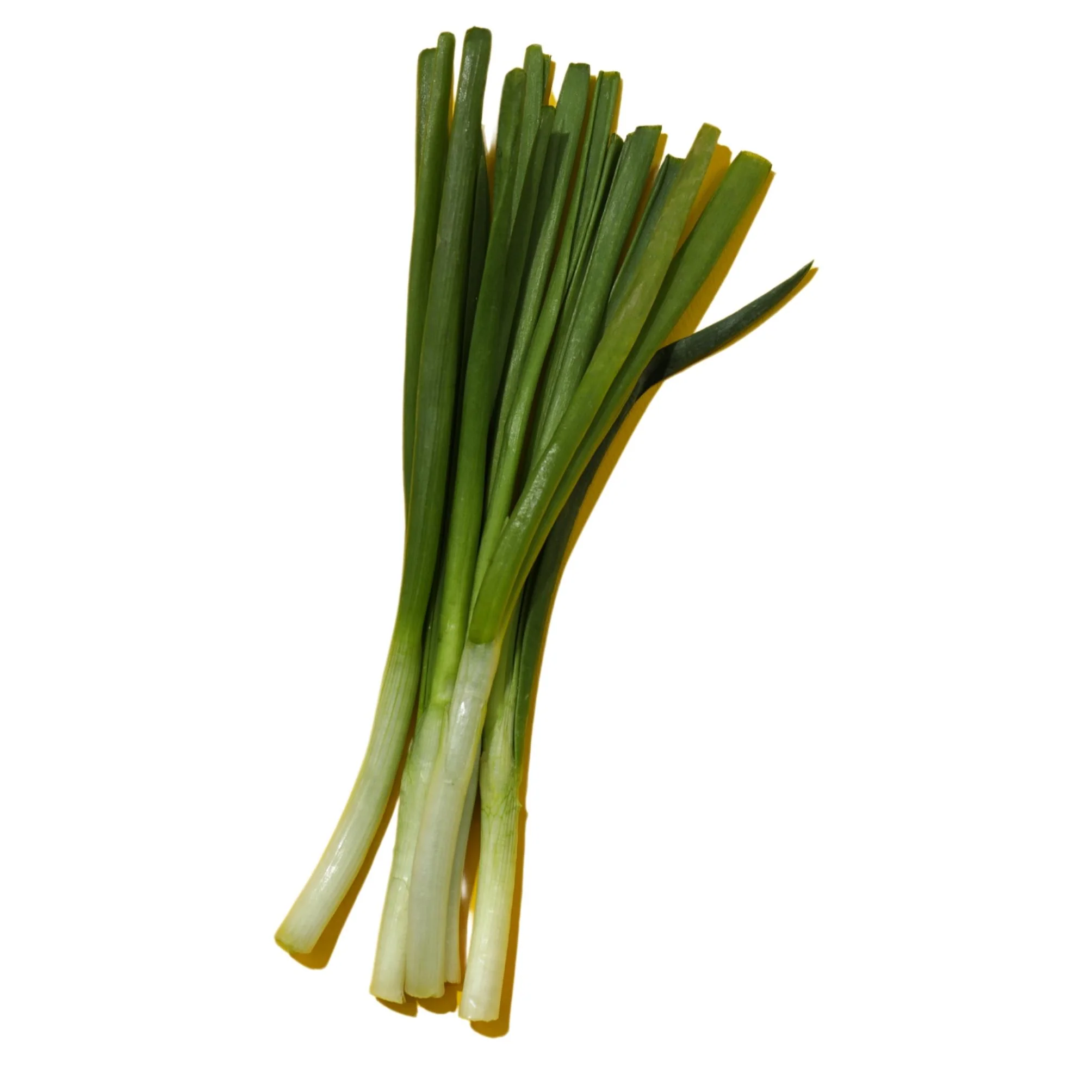 Fresh - Onion - Green — Case (12 CT)
