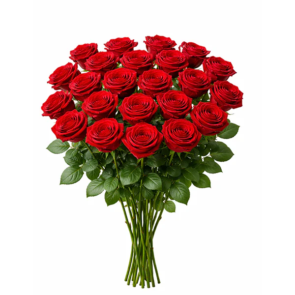 60CM RED ROSE- FREEDOM 25 STEMS