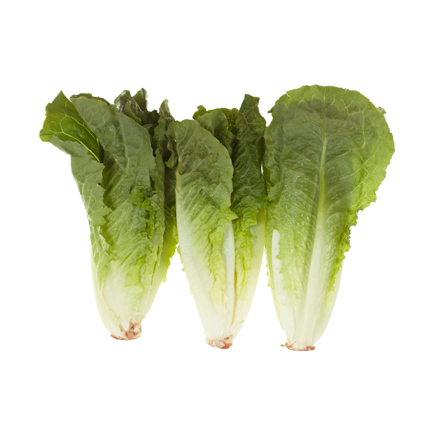 Vegetable - Lettuce Romaine Hearts Case 12x3